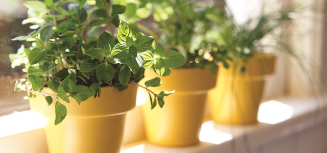 Three green ivy plants on a window still in yellow pots.