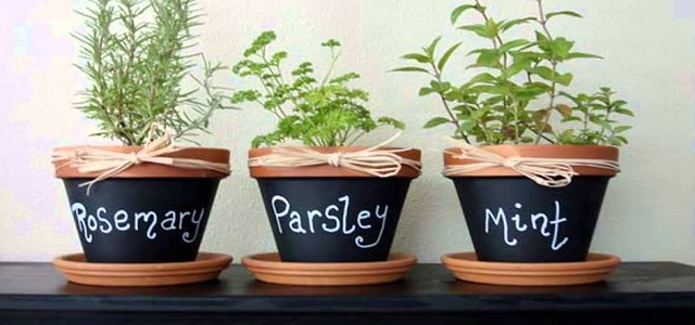 Three pots of rosemary, parsley, and mint for an indoor garden.