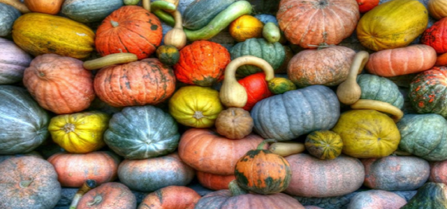 A collection of brightly colored pastel small pumpkins and gourds.