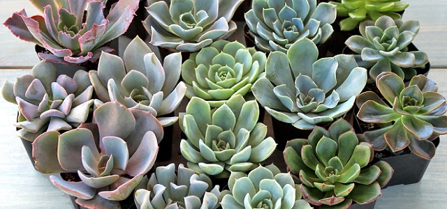 A collection of pastel colored succulent plants in a circle.