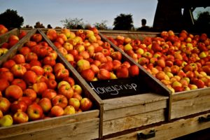 Honey crisp apples in a wooden crate for sale