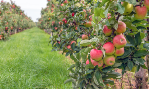 A row of apple trees at an apple orchard