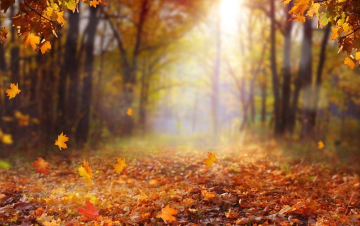 Orange and red leaves falling in the park