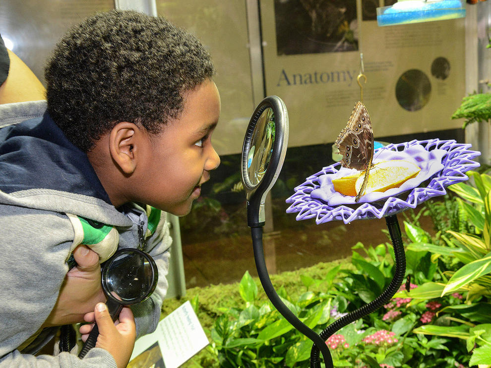 A young child observing a butterfly through a magnifying lens at a museum