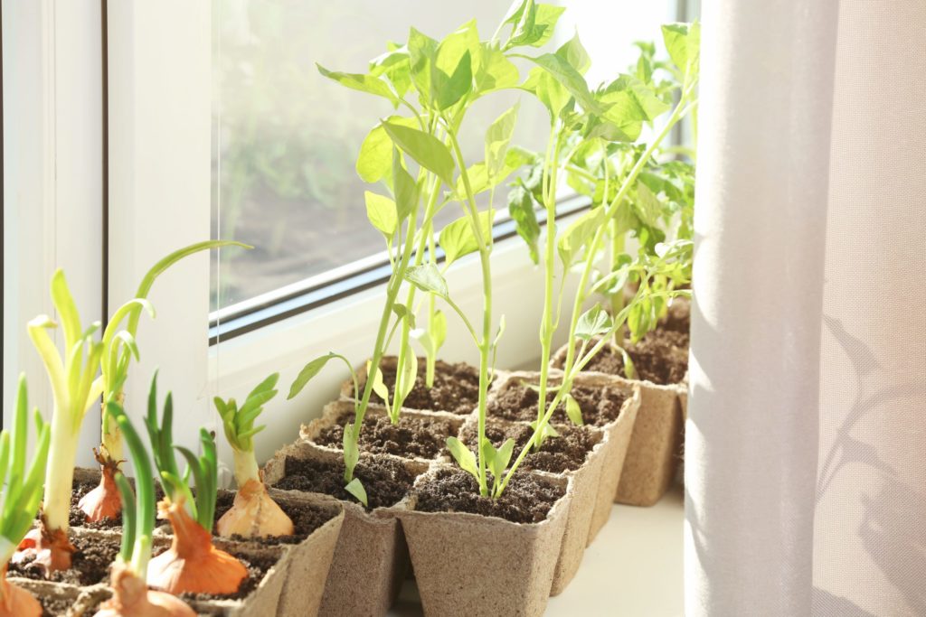 Plants and veggies growing in a windowsill behind a curtin