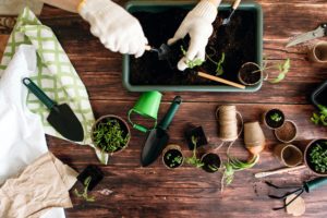 laying seeds and small plants in a soil pot 
