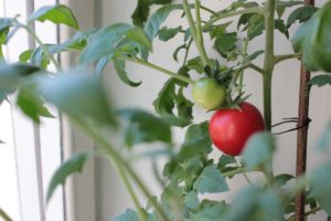 A red tomato is grown on a windowsill as a house plant. Vegetable garden on the balcony.