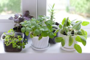 Herb garden in window