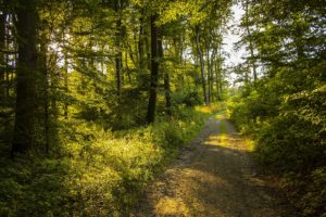 A walking path in the woods