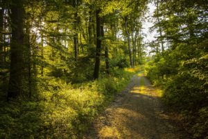 A walking path in the woods