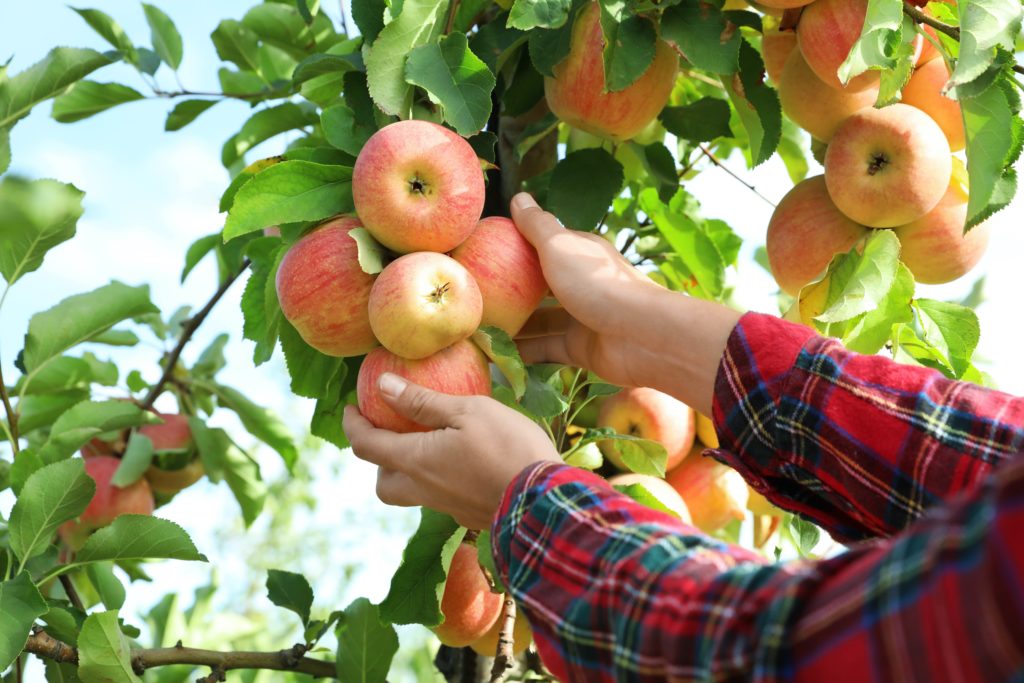 A woman in a plaid shirt picking apples
