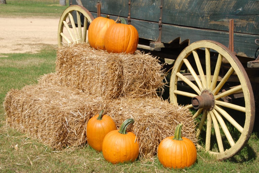 Pumpkins on hay bales learning against a wood wagon