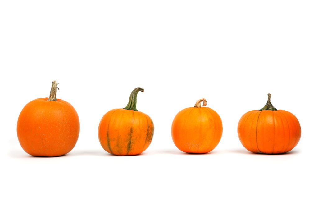 Four small pumpkins on a white background ready to be carved!
