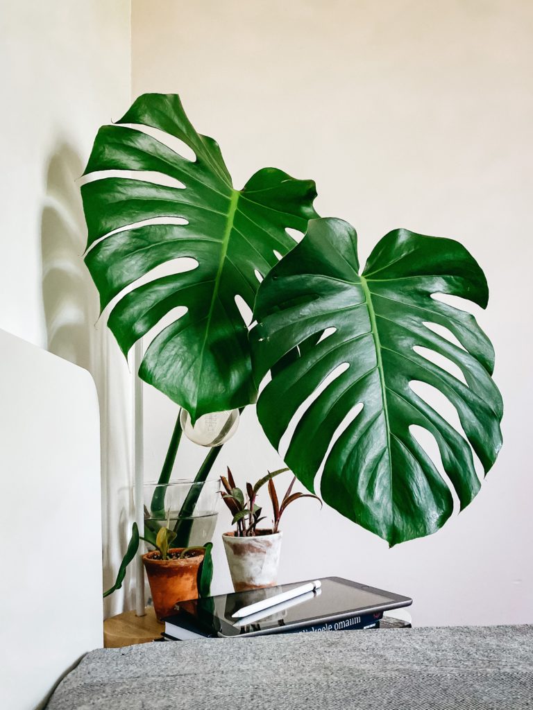 Image of a plant in the corner of an apartment
