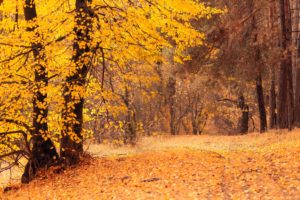 fall foliage leaves on trees and road
