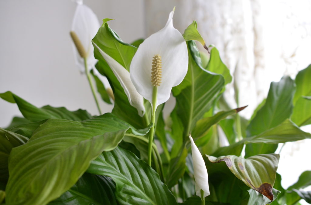 peace lily flower close up
