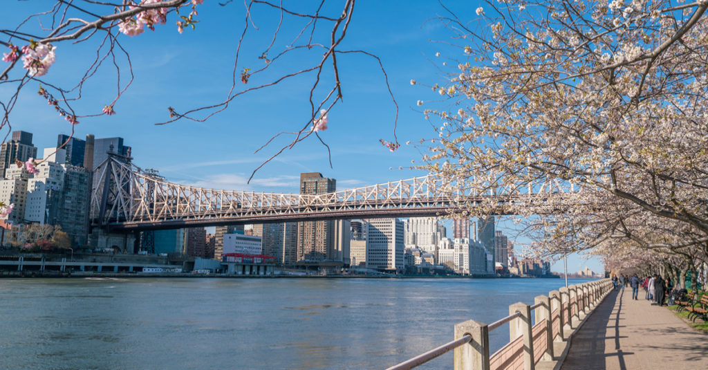 Trees in bloom on Roosevelt Island - Glenwood NYC