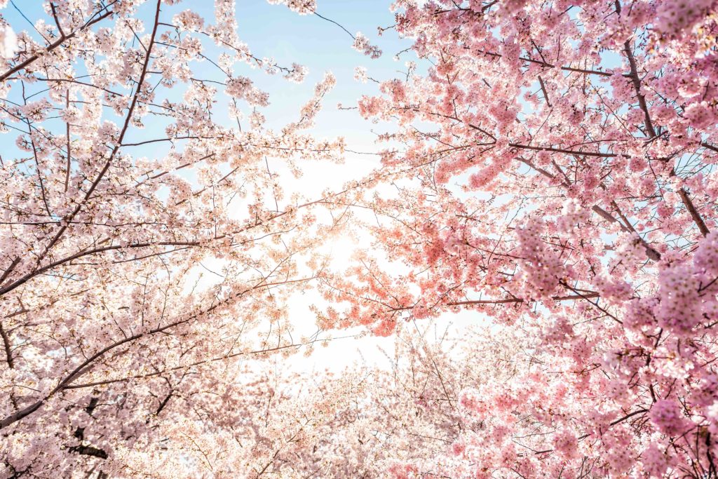 cherry blossom branches intersecting