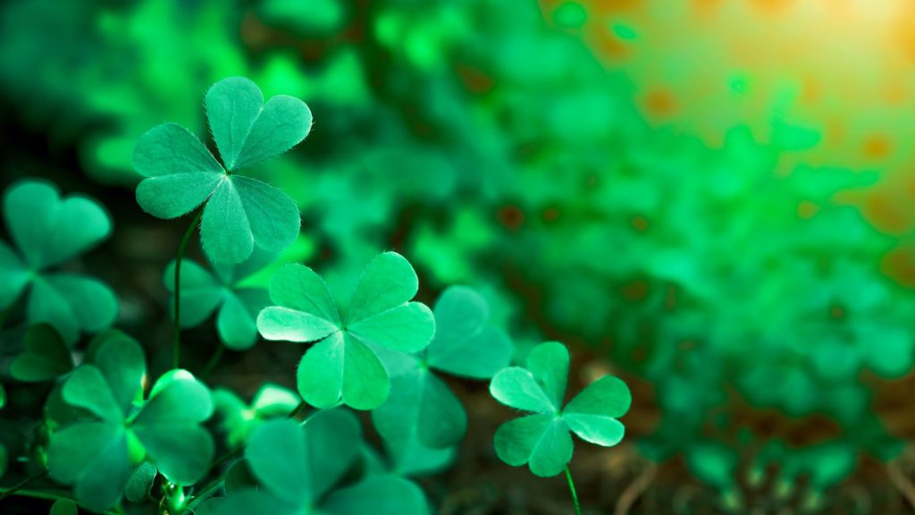 Green background with three-leaved shamrocks, Lucky Irish Four Leaf Clover in the Field for St. Patricks Day holiday symbol. with three-leaved shamrocks, St. Patrick's day holiday symbol.
