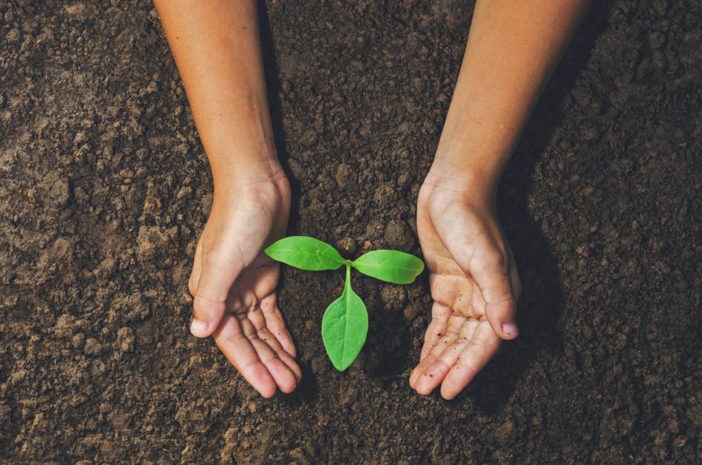hand holding young plant for planting in soil concept green world