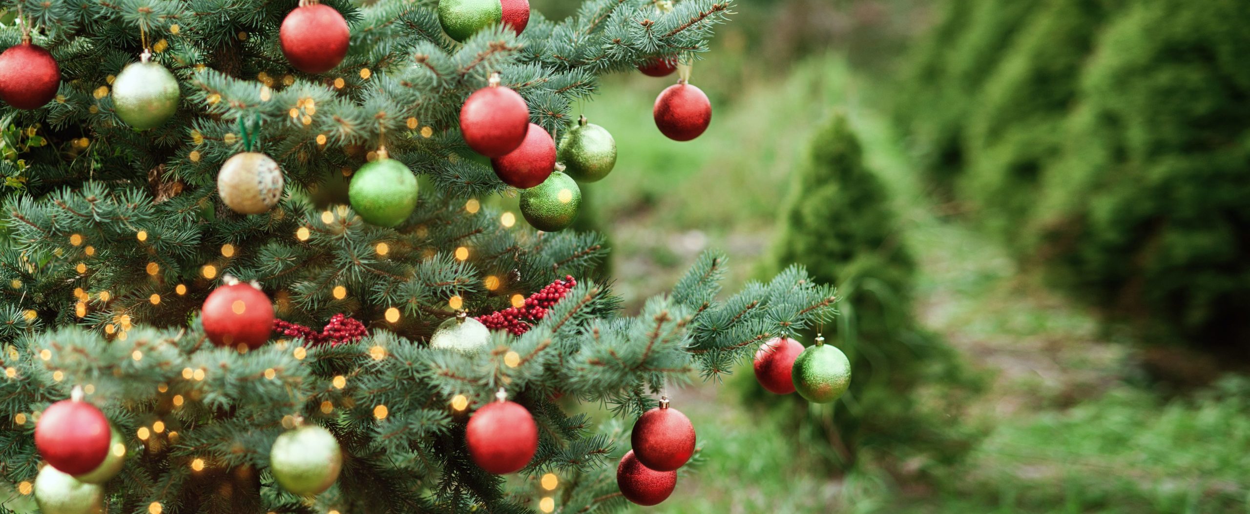 3 Great Places To Cut Down Your Own Christmas Tree Near NYC NYC