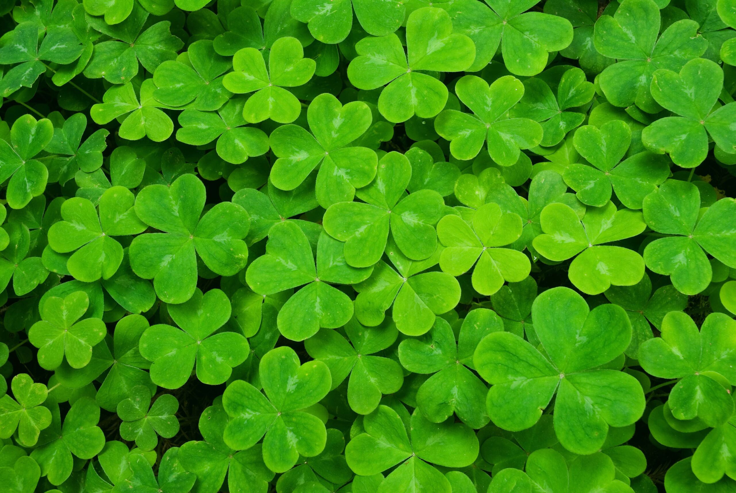 three and four leaf clover closeup 