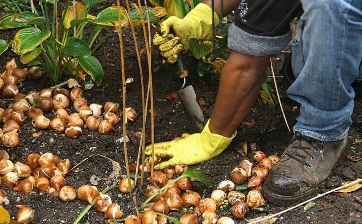Close up of bulbs being planted in the ground at Glenwood buildings