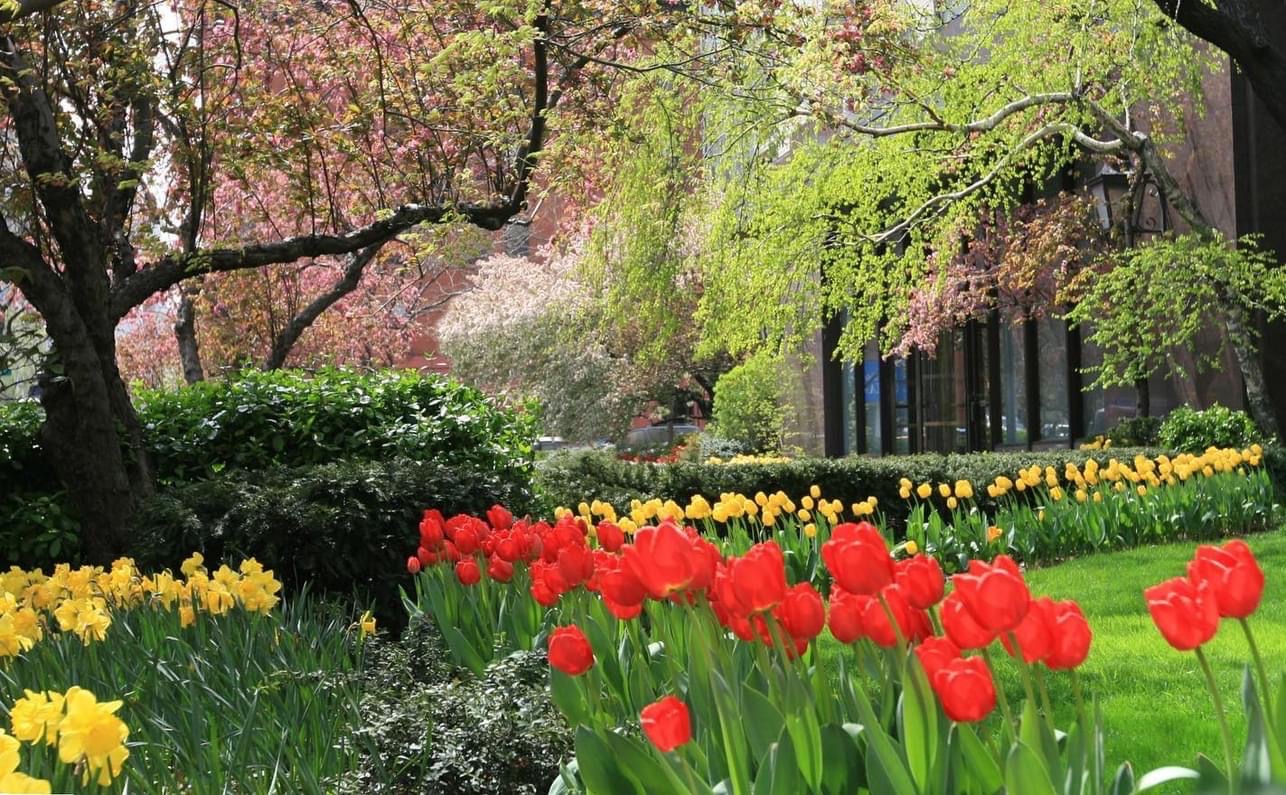 Green lush planting and tulips around the front of a Glenwood building