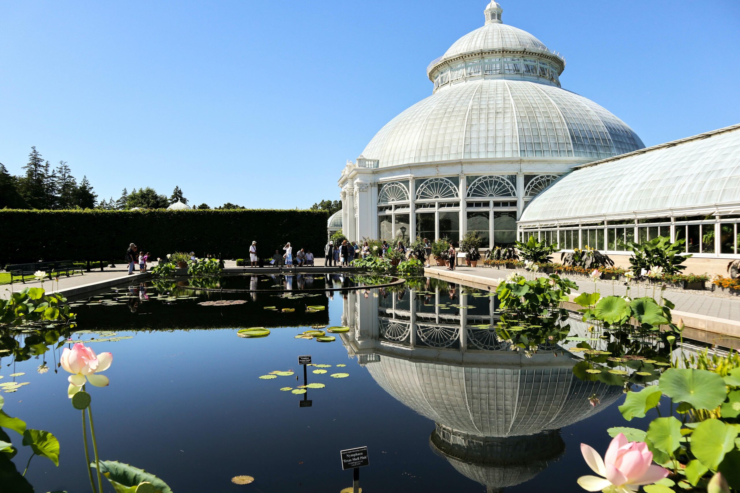 New York Botanical Garden pond 