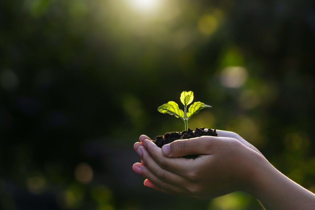 a child holding in close up of hands a budding plant 