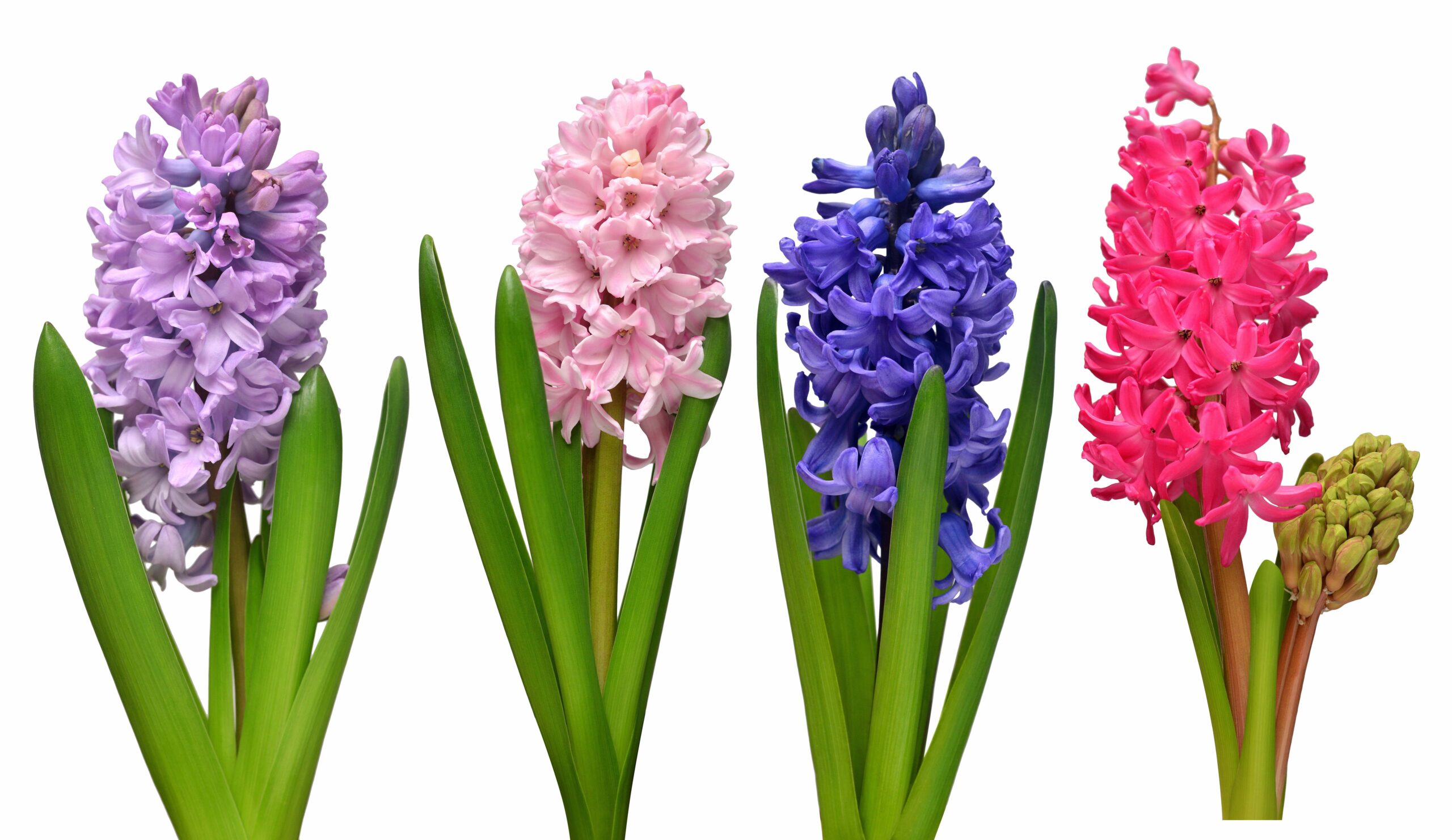 Multicolor hyacinth flowers