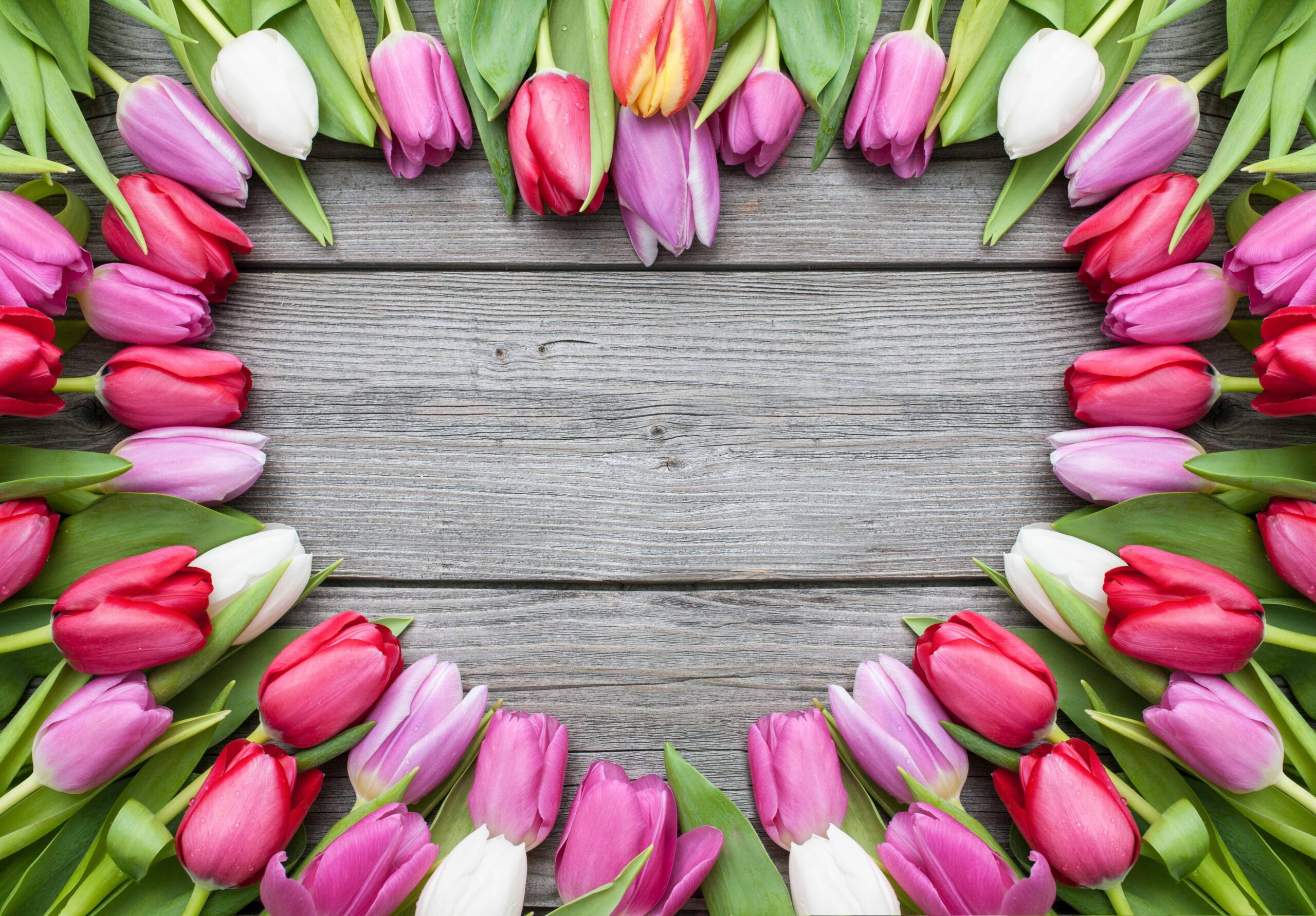 Frame of fresh tulips arranged in heart position on old wooden background