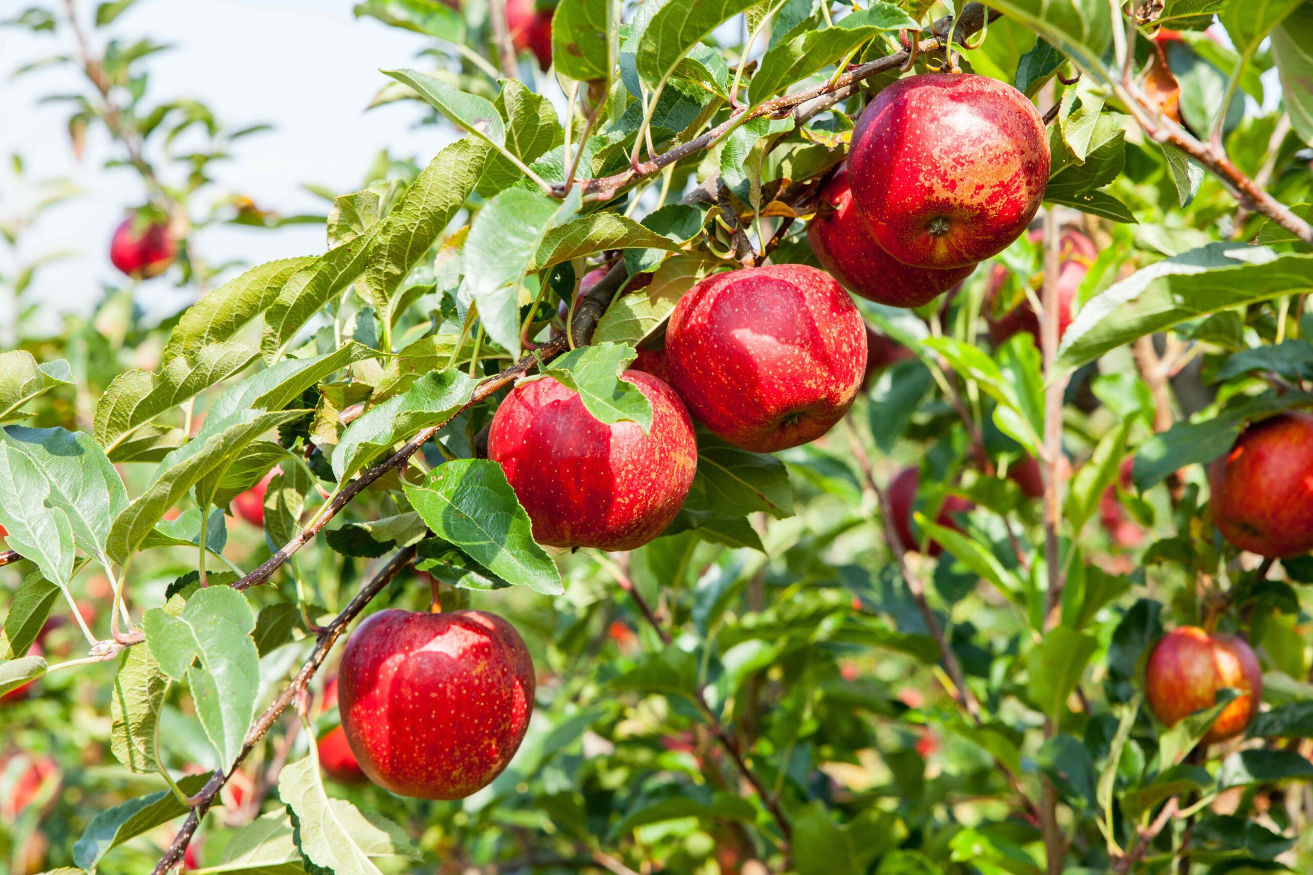 Close up of apples on a tree