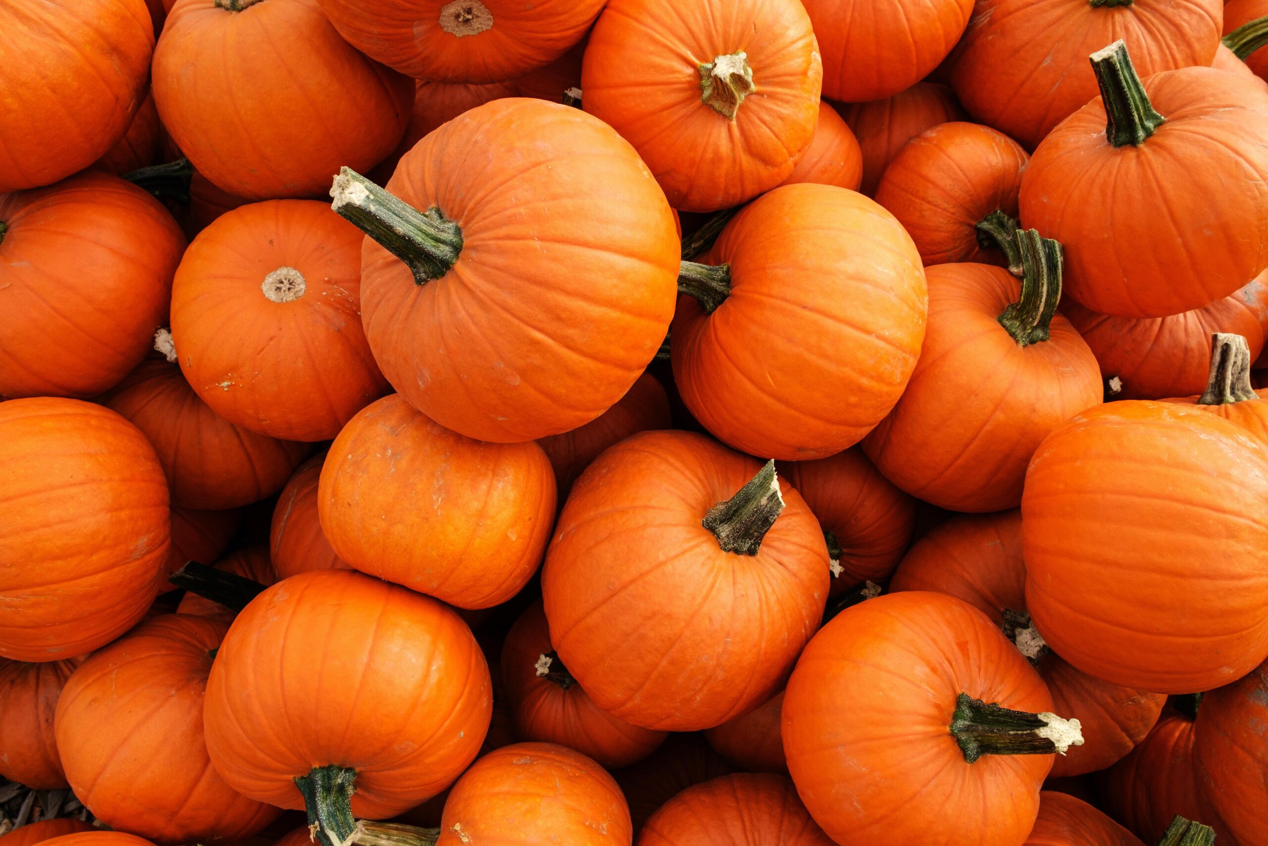 A pile of orange pumpkins close up