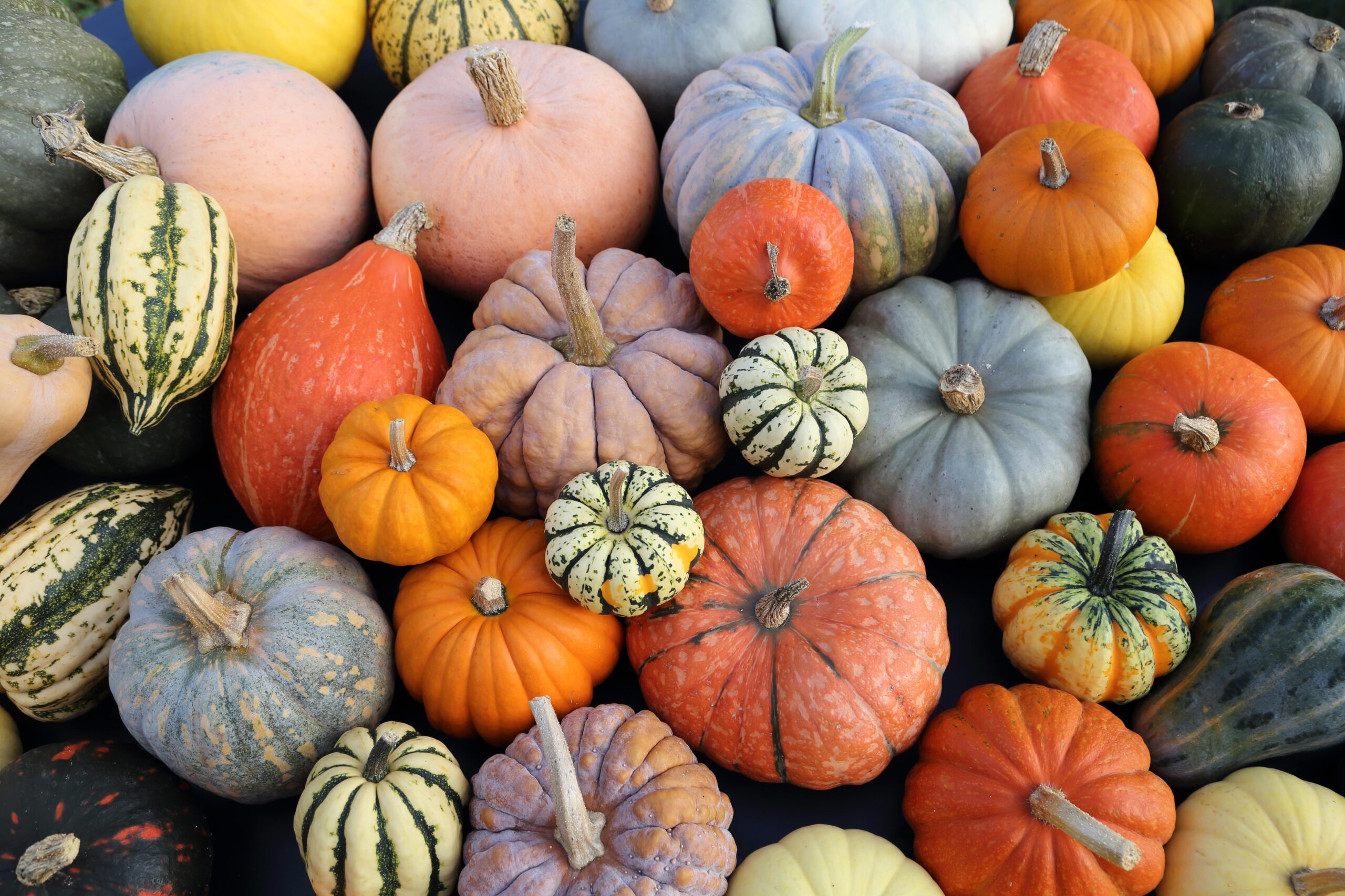 A pile of assorted pumpkin colors, textures, and sizes