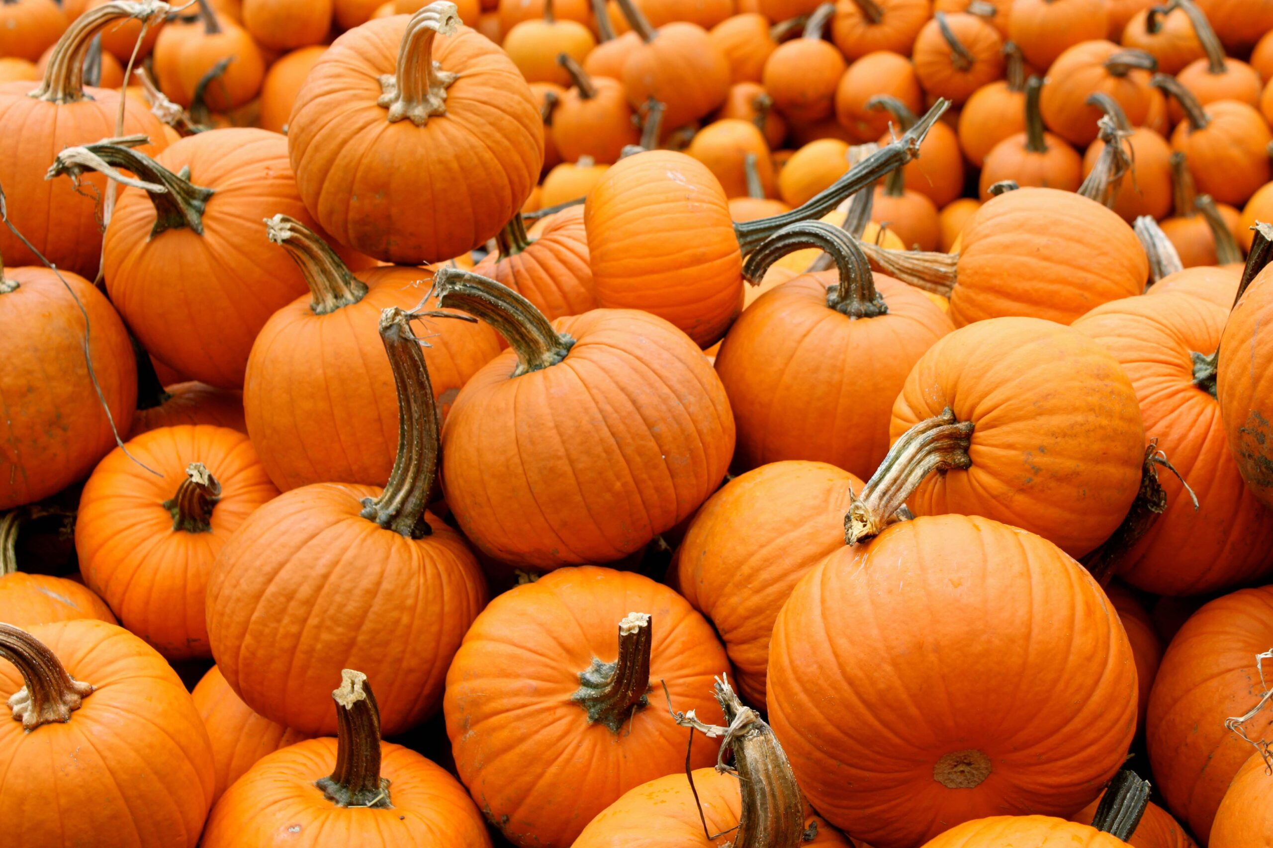 a pile of pumpkins