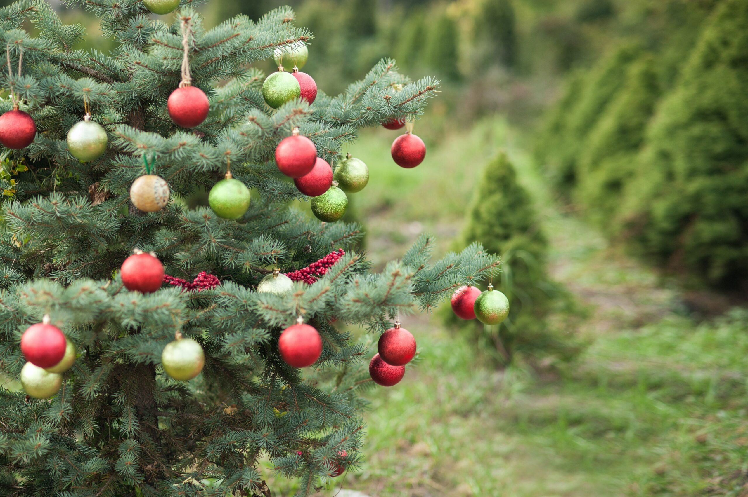 A Christmas tree in a Christmas tree farm decorated with ornaments, lights and berries