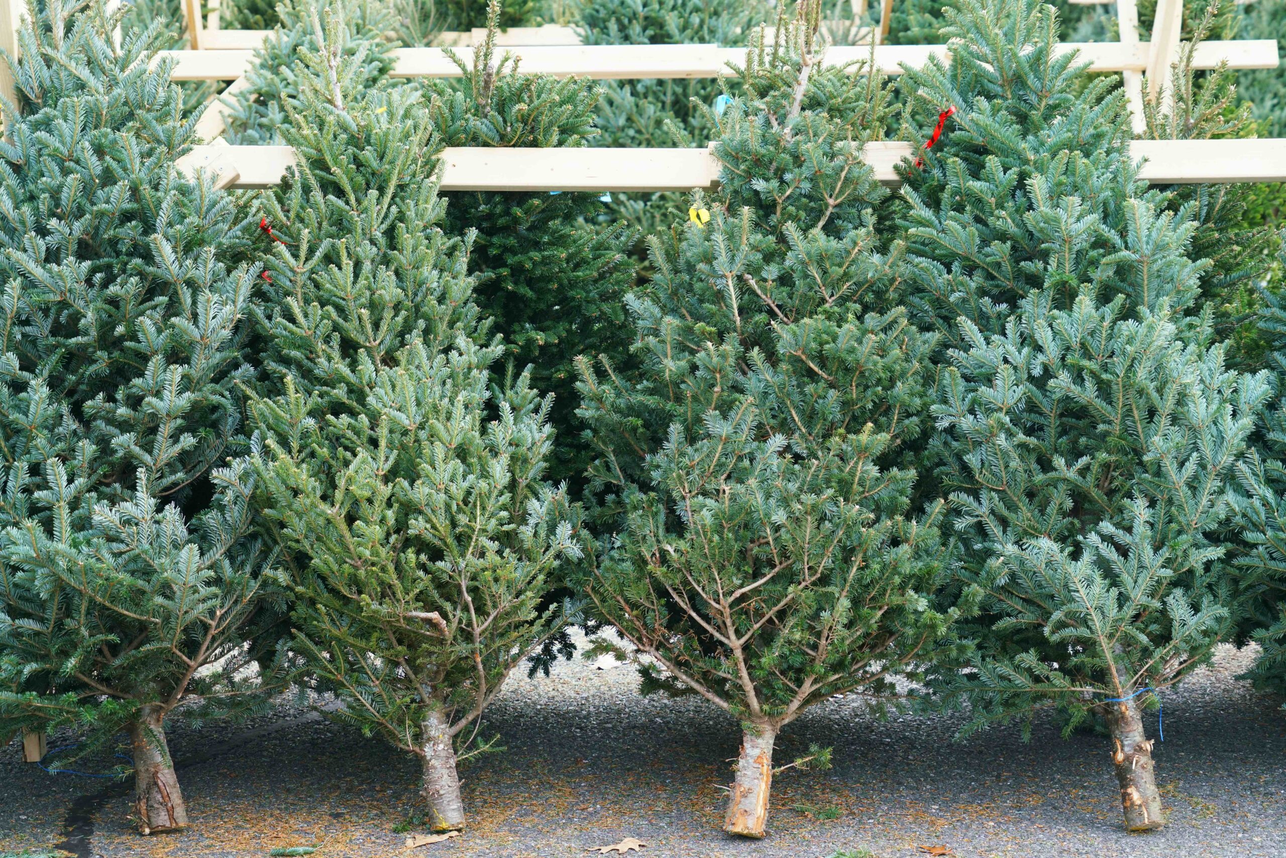 Christmas trees leaning up against a fence