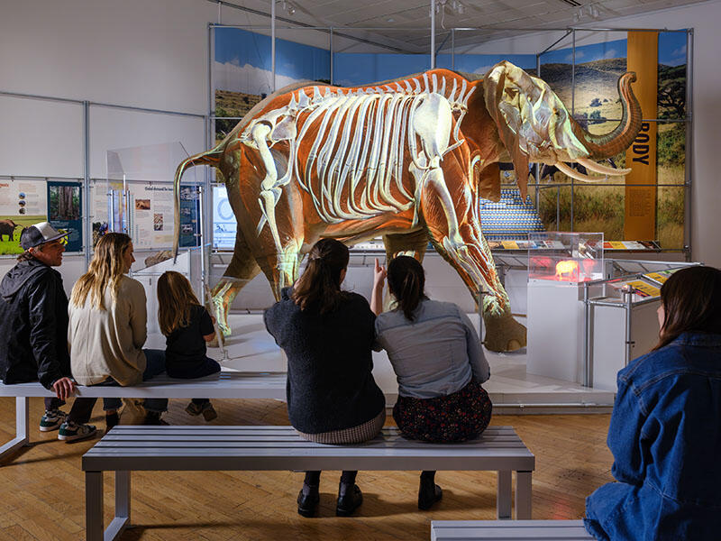people at museum exhibit looking at elephant muscular skeletal system