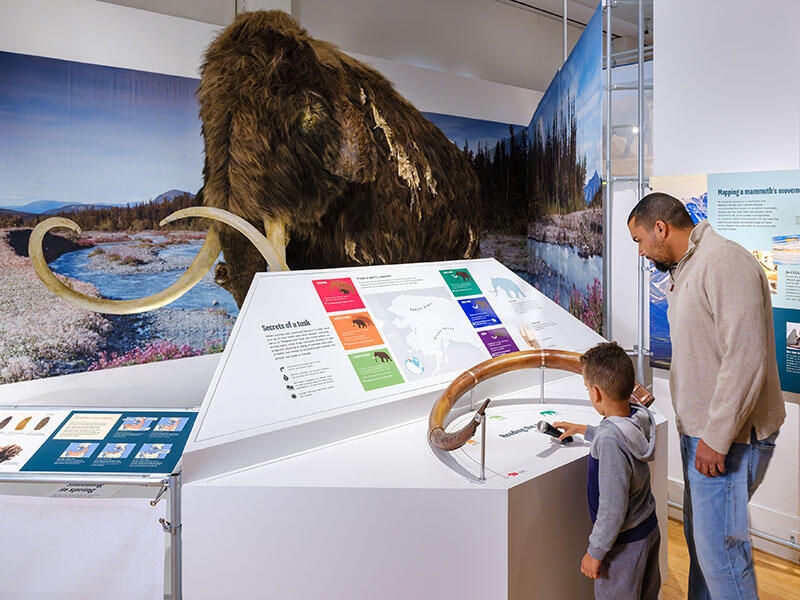parent and child looking at Wolly mammoth exhibit 