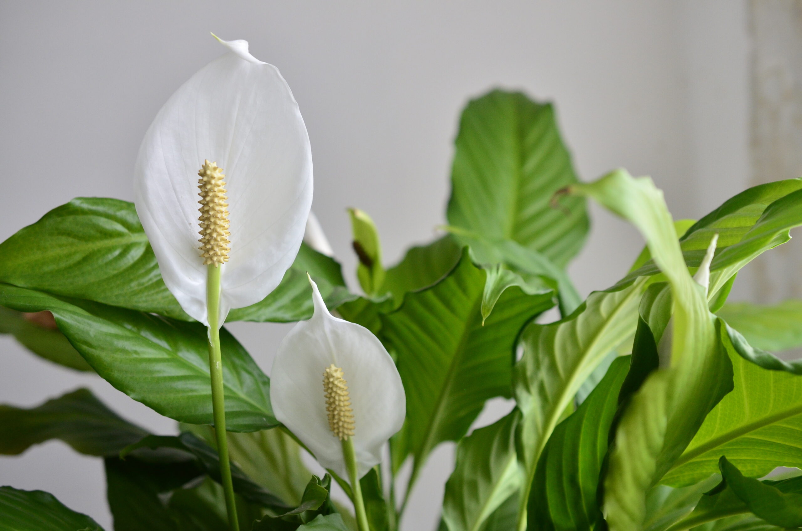 close up of a peace lily flower