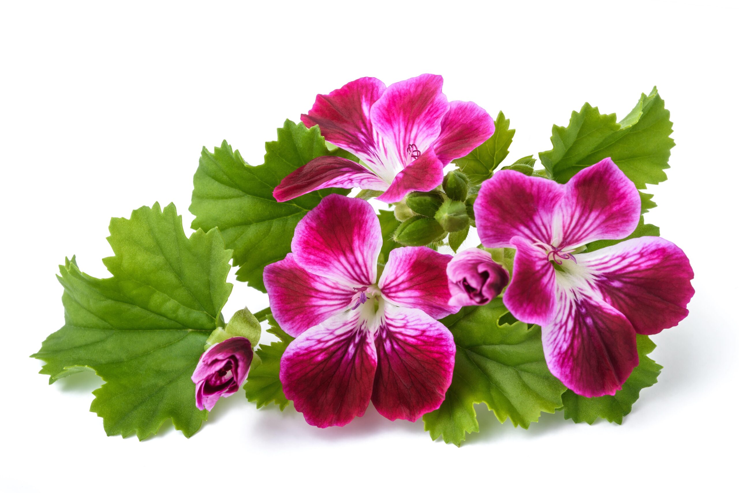 scented geranium flowers close up