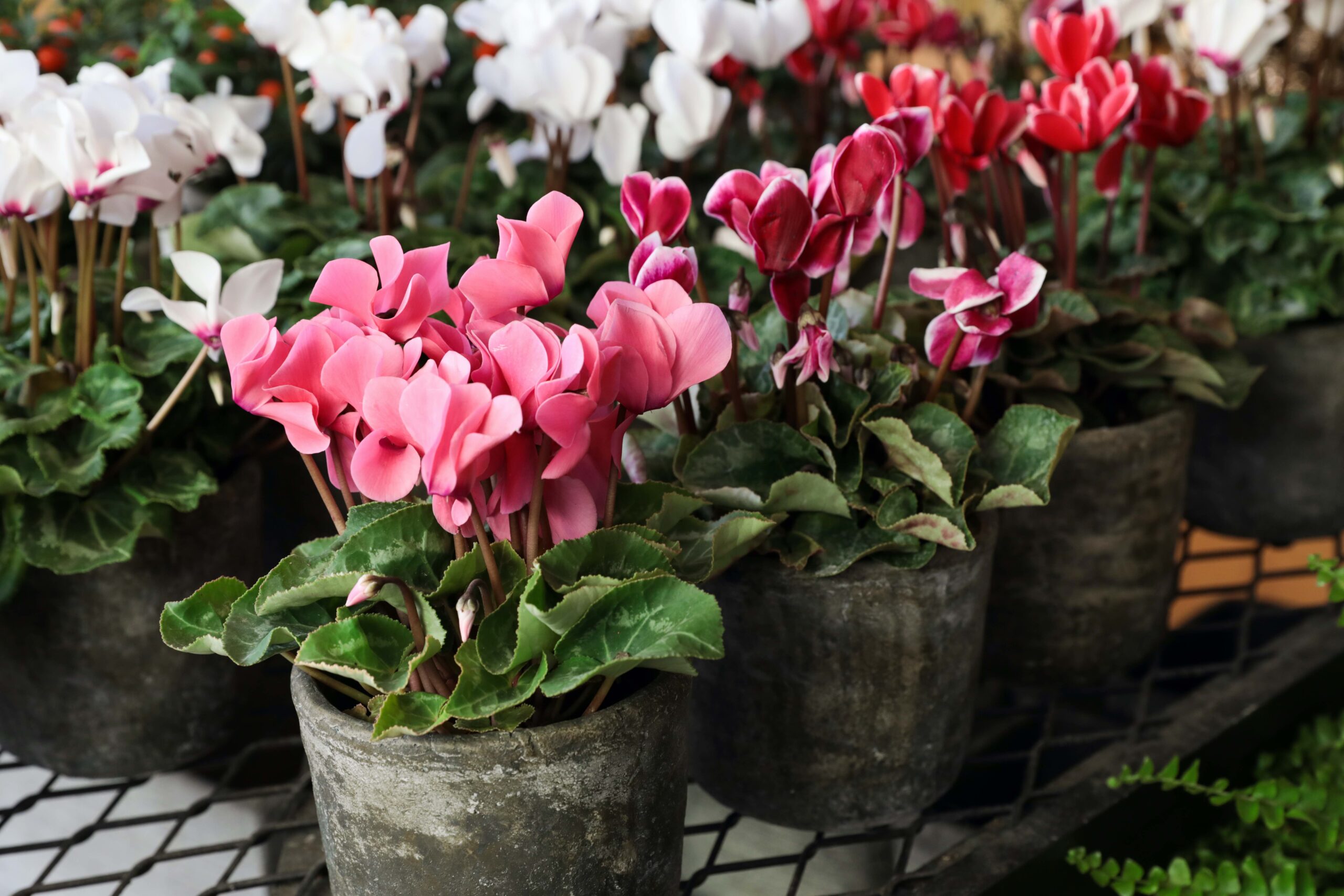 Variety of potted cyclamen persicum plants 