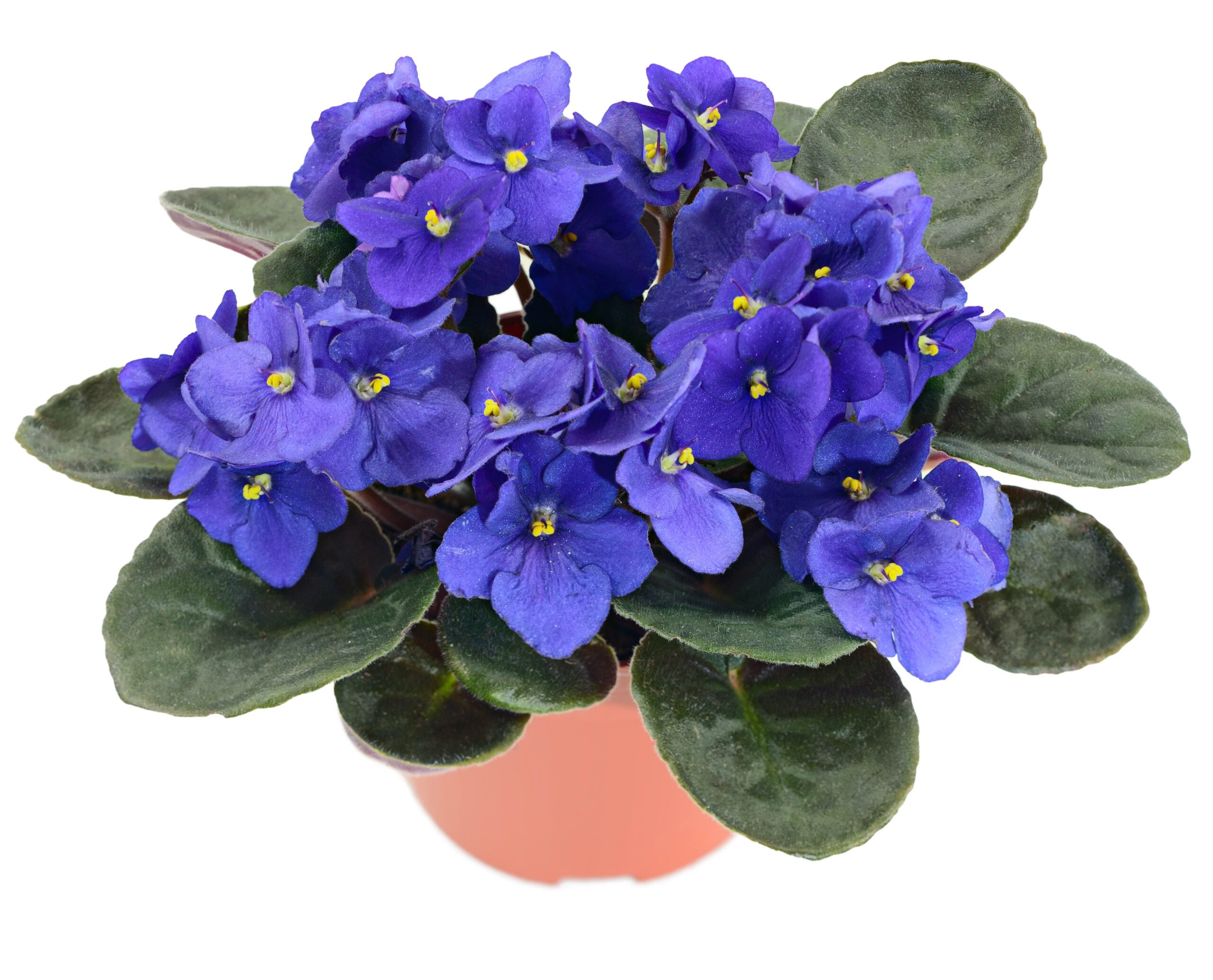 potted African violet plant