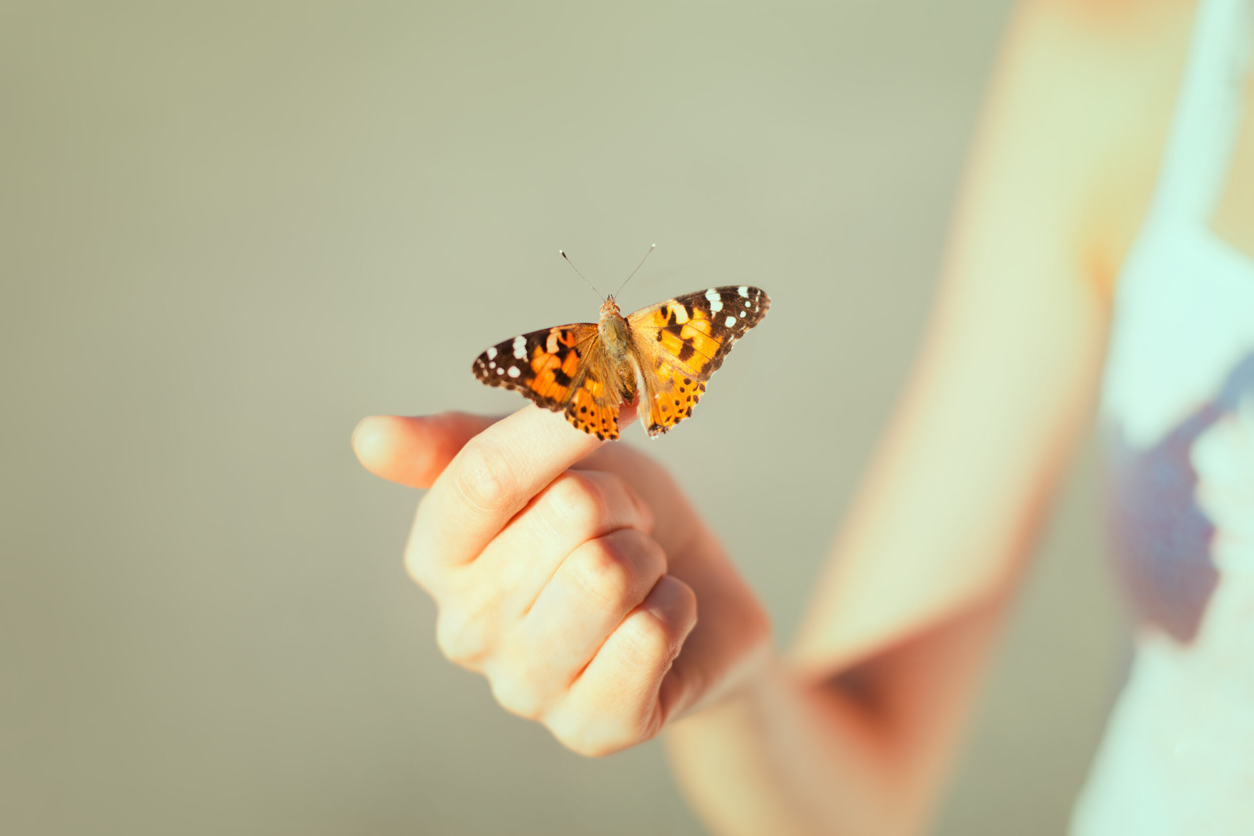 Beautiful butterfly sitting on the girl hand