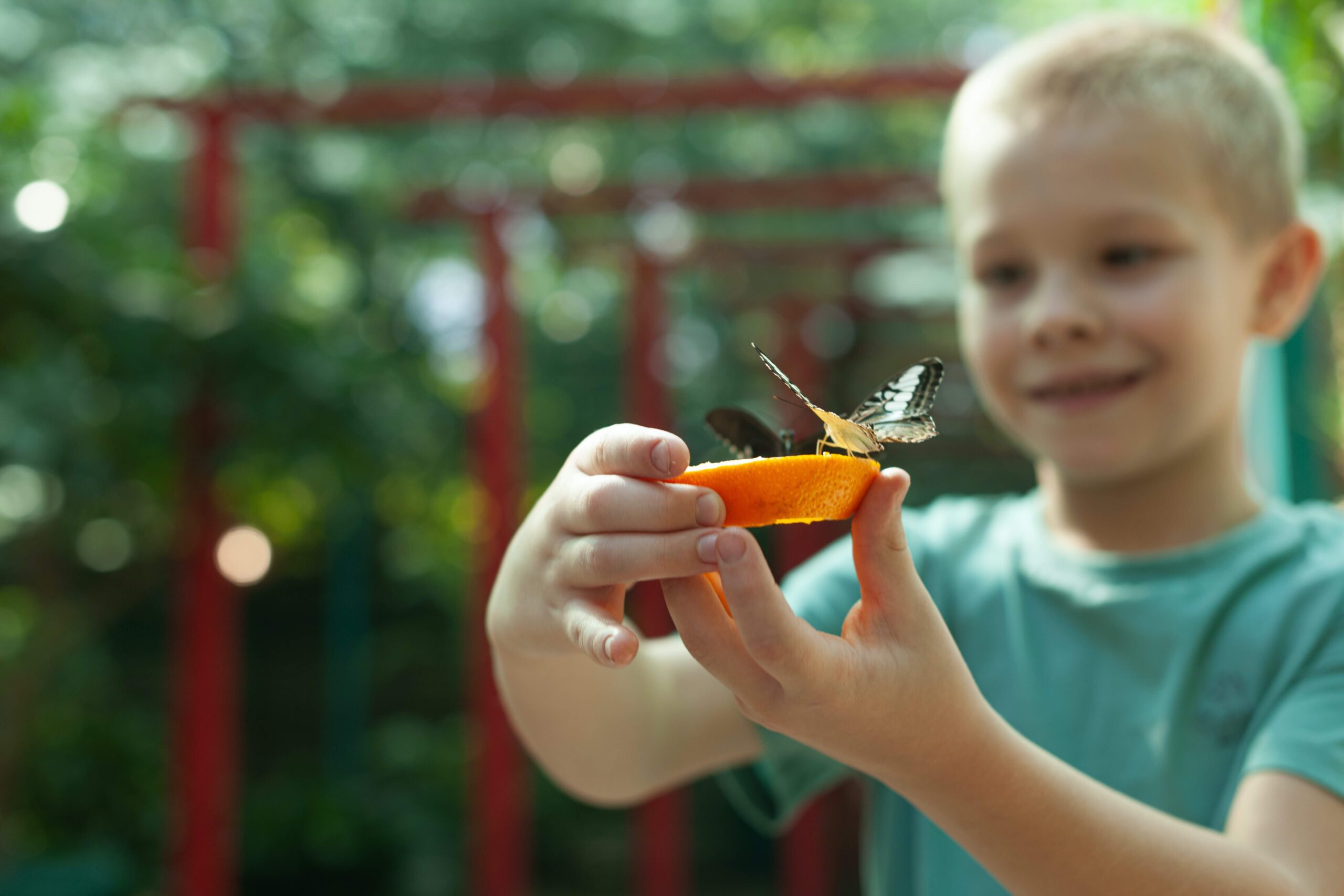 a young boy feeding butterflies 