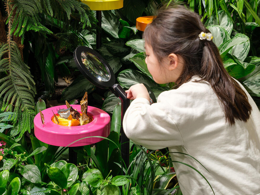 child looking at butterflies up close