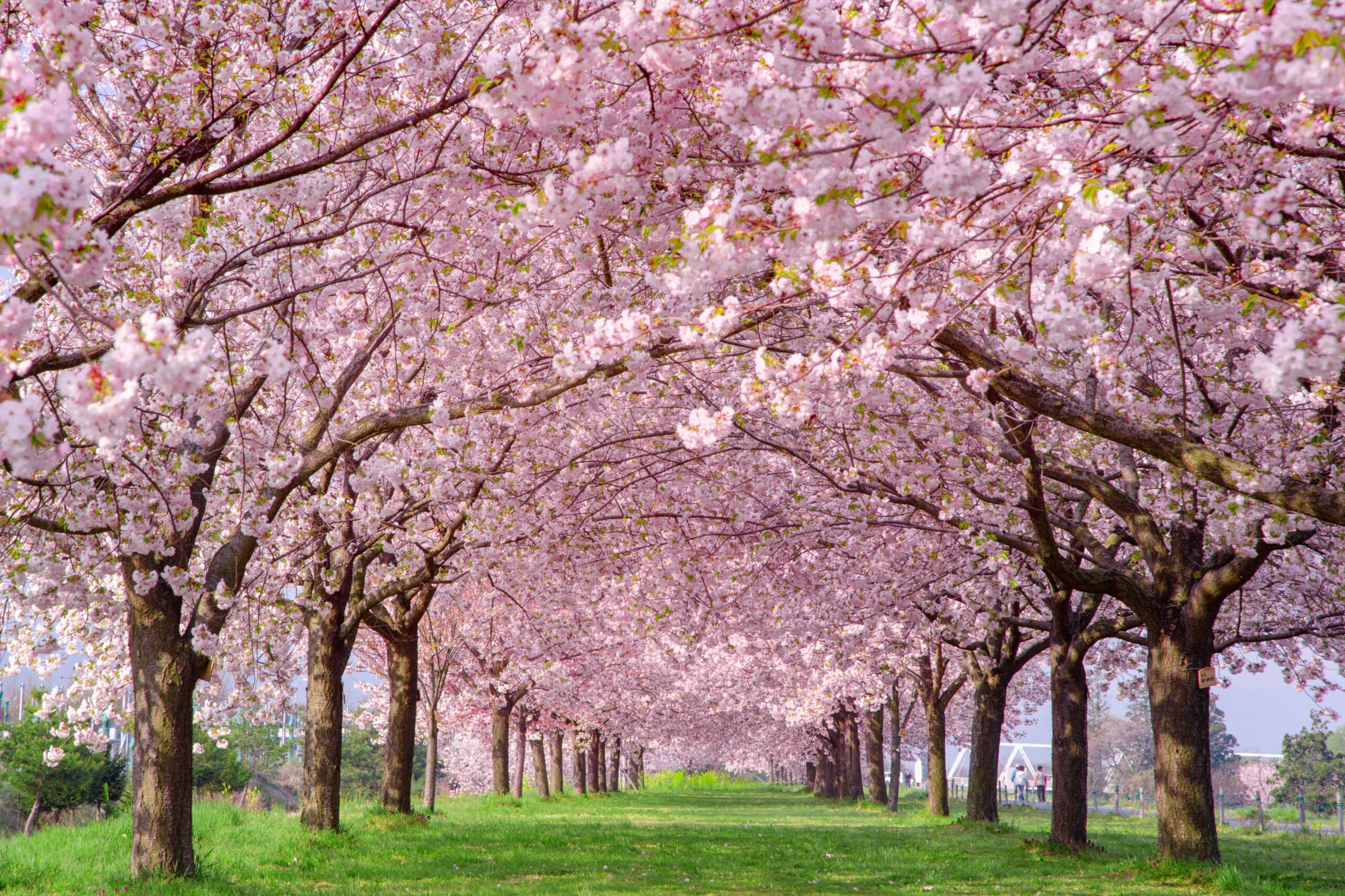 cherry blossoms lining a path