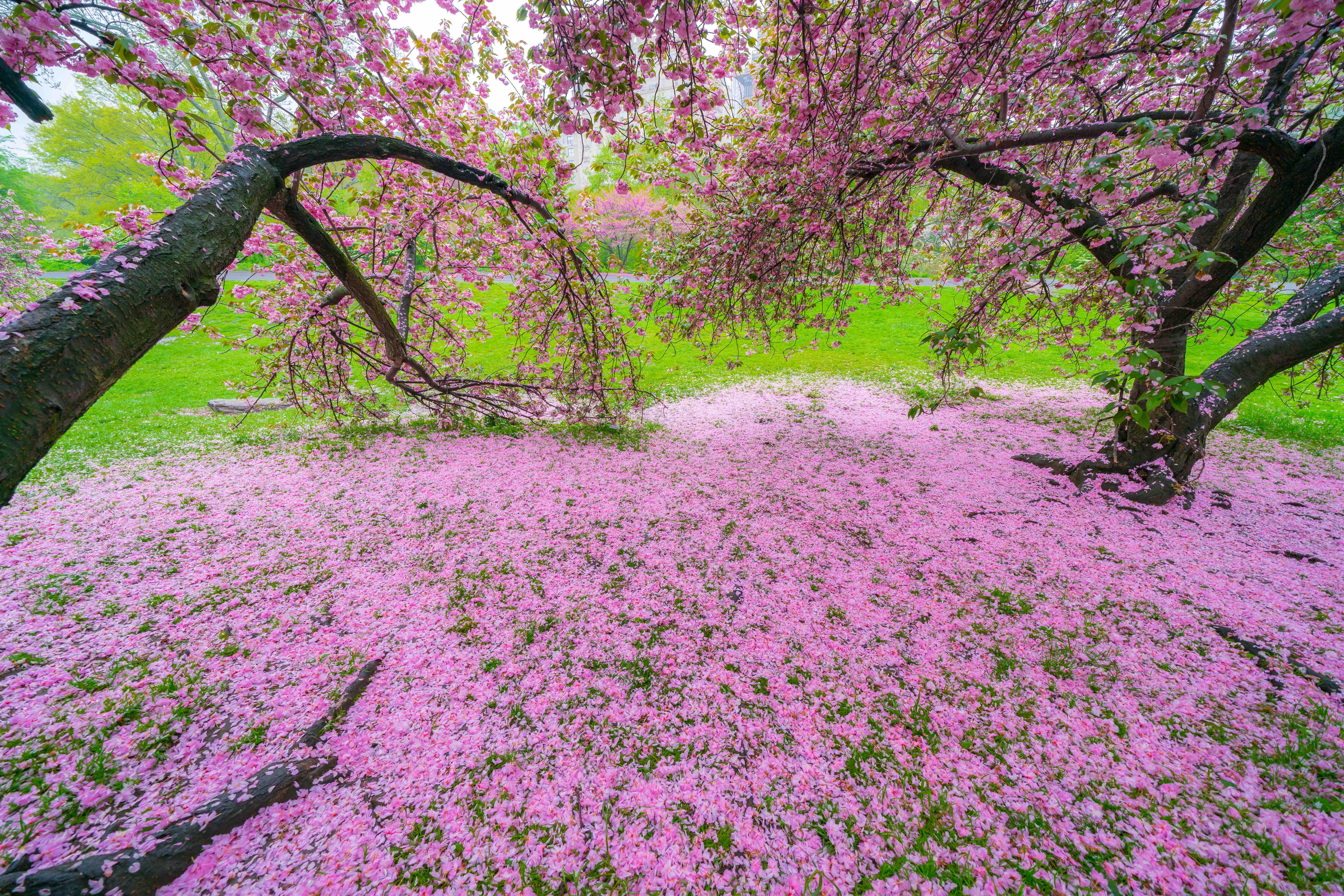 cherry blossom petals on grass