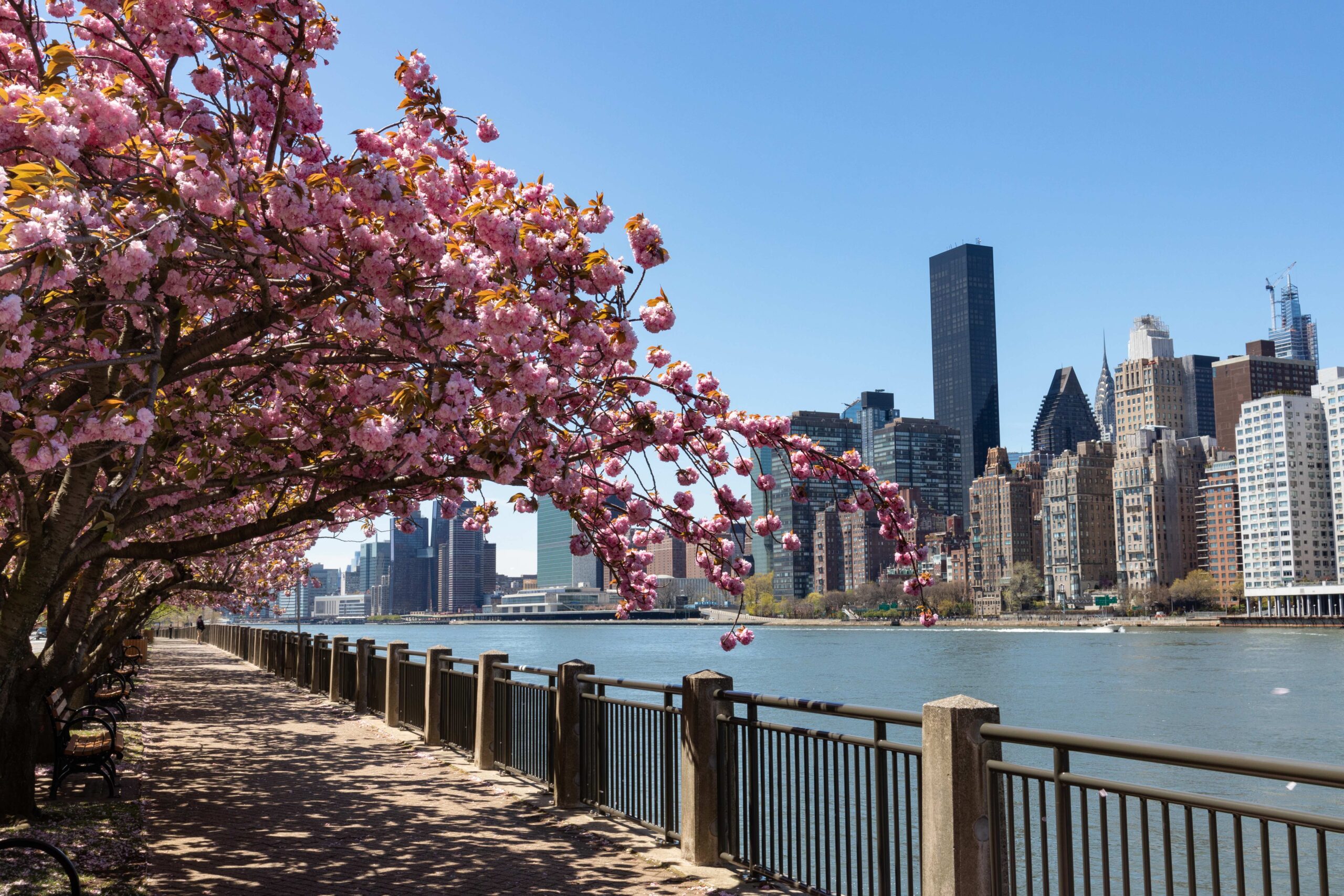 cherry blossom trees on water path